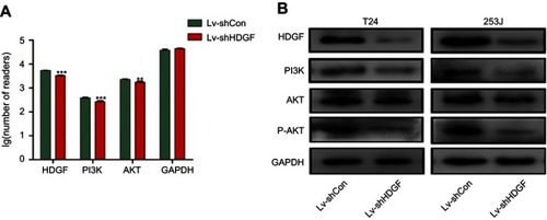 Figure 7 The expression level of key genes related to the PI3K-AKT pathway. (A) RAN-seq analysis indicates mRNA level of HDGF, PI3K and AKT in 253J cells with stable Hepatoma-derived growth factor (HDGF)knockdown and control expression. (B) Representative Western blot results of proteins related to PI3K-AKT pathway in 253J cells infected with Lv-shHDGF or Lv-shCon. (*p<0.05, **p<0.01; ***p<0.001).