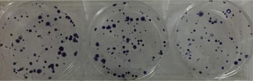 Figure 4 Effect of miR-30c on the colony-forming ability of U2OS cells.