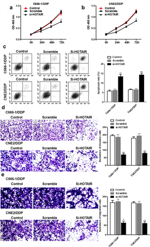 Figure 2. Interference with HOTAIR inhibited proliferation and invasion, and promoted apoptosis of C666-1/DDP and CNE2/DDP cells. HOTAIR siRNA was transfected into C666-1/DDP and CNE2/DDP cells, following transfection for 48 h, the cell proliferation (a, b), apoptosis (c), invasion and migration (d, e) were detected by CCK-8, AnnexinV/PI and Transwell *p < 0.05, **p < 0.01.