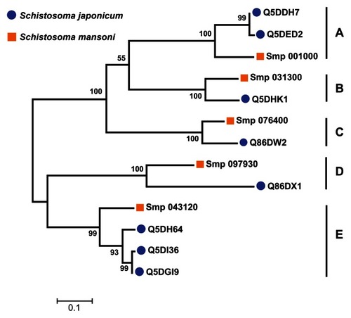 Figure 5 Grouping of 13 Schistosoma universal stress protein sequences. The phylogenetic tree was generated with MEGA5 (Tamura et al),Citation59 using the maximum likelihood method. The 13 Schistosoma universal stress protein sequences were clustered in five groups (A–E). The numbers near the clades are the statistics from the 1000 bootstrap that support the phylogeny recovery of the clades. A visual analytics resource that can be used to view the image, with other associated data, is available at http://public.tableausoftware.com/views/schisto_features_usp/phylotrees. Sequences of S. mansoni have “Smp” in the sequence identifier.