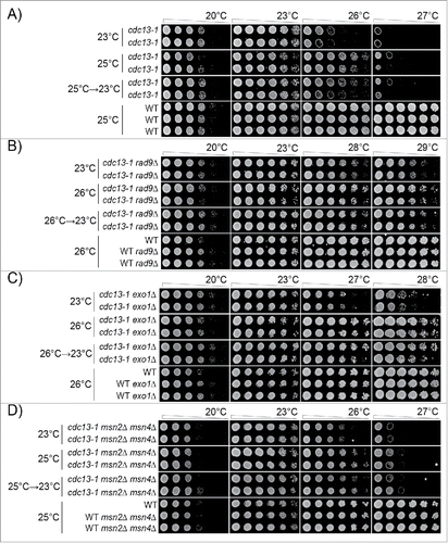 Figure 4. Adaptation to telomere stress in the absence of key stress response proteins. Diploid strains of different genotypes were analyzed as in Figure 3 except that strains were passaged twice at high temperature (25°C or 26°C), or once at high temperature followed by a single passage at low temperature, before being spotted onto agar plates. A) Strains as in Figure 3. Strains were DDY735, 736, 737, 738 and 739. B) Strains were DDY739; 868, 869, 860 and 861. C) Strains were DDY739, 992, 993, 994 and 995. D) Strains were DDY739, 974, 975, 972, 973. All strains shown in each subsection, at each temperature, were grown on single agar plates but images have been cut and pasted to make comparisons easier. Images were taken at 48 hours of incubation. Images taken after 24, 48 and 72 hours incubation are shown in Supplementary Figures: 2, 3 and 4, respectively.