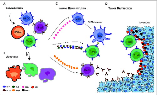 Figure 1. Potential mechanisms for enhanced immunotherapeutic outcome during the immune reconstitution phase that follows chemotherapy-induced lymphopenia. (A, B) Systemic chemotherapy may modify the immune milieu of a patient by (B) depleting regulatory cells (e.g., CD4+ CD25+ T cells and myeloid-derived suppressor cells) and endogenous cells that compete for activating cytokines. The removal of these immunosuppressive mechanisms and so called “cytokine sinks” is coupled with the induction of key cytokines geared toward reconstituting the host immune system. (C, D) Taken together, these factors can expand tumor-specific T cells, increase the function and availability of dendritic cells (DCs), stimulate maturation of immature (IM) DCs, and activate B cells to (D) mount an effective antitumor immune response. IL-7 = interleukin-7; IL-15 = interleukin-15; IL-2 = interleukin-2; BLyS = B lymphocyte stimulator; PRRs = pattern recognition receptors; TNFα = tumor necrosis factor α; IFNγ = interferon γ; REG cell = regulatory cell; IM DC = immature dendritic cell; DC = dendritic cell.