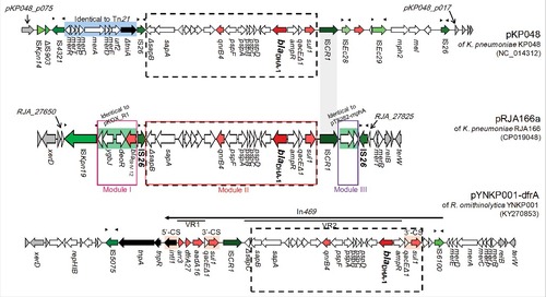 Figure 3. Organizational map of the 26-kb accessory resistance region (RJA_27650…RJA_27825) on pRJA166a. Two other blaDHA-1-carrying plasmids with the same incompatibility group (IncHI5), pKP048 and pYNKP001-dfrA, were compared. The three modules (I–III) referred to in the text are shown as red boxes while the module that contains the conserved blaDHA-1 context is highlighted in the black boxes with dashed borders. The protein-coding regions are shown as arrows with different colours, where green indicates an IS element, black indicates integrase gene, red indicates antibiotic resistance gene and grey indicates flanking gene. Genes identical to the 3′-CS of class 1 integron are shown with an orange background. Inverted repeats of IS elements are represented as small black triangle above the arrow. VR1 and VR2 are the variable regions of In469, as defined by Liang et al [Citation22].