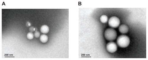 Figure 3 Spherical morphology of native (A) and naproxen-loaded biotin-graft-poly (lactic acid) nanoparticles (B) observed via transmission electron microscope. Scale bar was 200 nm.