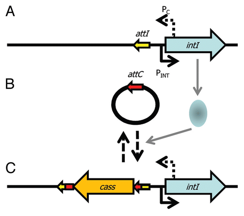 Figure 1 Capture of DNA by an integron. The integron core unit (A) is composed of an integrase (intI) gene, a promoter (PINT) to drive expression of intI, a promoter (PC) to drive expression of captured genes and a site for integration of genes (attI). (B) Expression of the integrase occurs during the SOS response and the integrase protein (pale blue oval) catalyses site-specific recombination of circularised gene cassettes with an attC site that matches attI so that (C) cassettes (cass) are incorporated into the integron. More cassettes can be integrated into attI and cassettes can also excise. PC can drive expression of the captured cassettes.