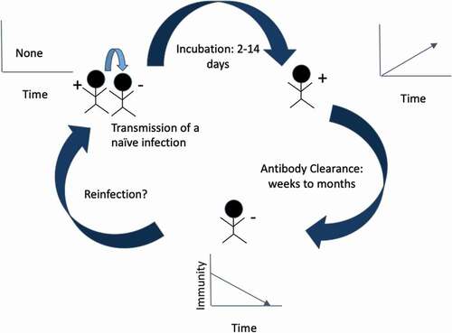 Figure 2. Graphical representation of the cycle and timeline of a COVID-19 infection