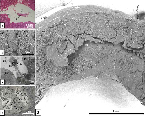 Figure 3. Optical microscopic, scanning electron microscopic and transmission electron microscopic images of sperm killing in the uterine lumen and uterine gland (December sample). Sperm were phagocytosed by leukocytes in the uterine lumen (Figure 3(a-c)) and uterine gland (Figure 3(d)). Ec, endometrial epithelial cell; L, leucocyte; S, sperm; Sh, sperm head; Ug, uterine gland; Ul, uterine lumen; Uw, uterine wall; (a), Hematoxylin & Eosin stain; (b), SEM; (c), TEM; (d), toluidine blue stain