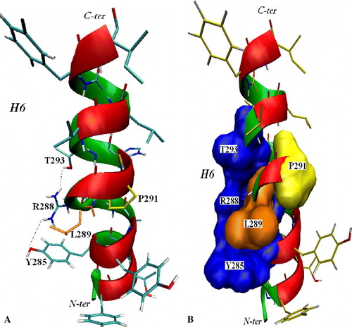 Figure 4.  Panel A: 3D model of OGC TMS VI in cartoon and sticks representation depicted with VMD 1.8.5. The H-bonds between R288, Y285 e T293 residues and the segment deformation at the level of L289 (orange) are highlighted. Panel B: Surface representation of R288, T293, Y285 (blue) and P291 (yellow) shows more evidently its steric hindrance causing the deformation around L289. This Figure is reproduced in colour in Molecular Membrane Biology online.