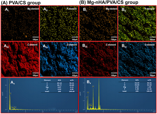 Figure 4 Distribution and content of surface elements in the PVA/CS hydrogel and the Mg-nHA/PVA/CS hydrogel by EDS: (A)Point&ID plot of Mg(Ai), P(Aii), C(Aiii), and O(Aiv) on the PVA/CS hydrogel surface and Maping plot(Av) of the ratio of each element; (B)Point&ID plot of Mg(Bi), P(Bii), C(Biii), and O(Biv) on the PVA/CS hydrogel surface and Maping plot(Bv) of the ratio of each element.