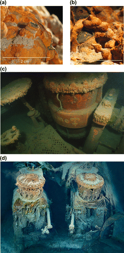 Figure 1. Examples of iron corrosion product morphologies. Images of (a) chimney and (b) mound shapes from drinking water distribution systems (Gerke et al. (Citation2012); reprinted with the permission of NACE International © 2012); (c) tubercles on engine section from the Comet in Whitefish Bay (Courtesy of Sean Ley, Development Officer, Great Lakes Historical Society); (d) rusticles on engine components of the RMS Titanic (reprinted with the permission of RMS Titanic, Inc. © 2012).