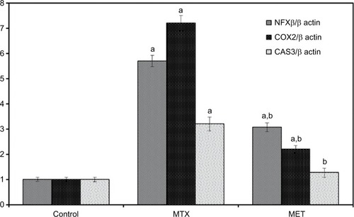Figure 1 Effect of metformin on hepatic NF-κB, COX-2, CAS 3 mRNA expression in rat with quantification of RT-PCR product. Figure 2 Effect of metformin on NF-κB, COX-2, CAS 3 mRNA expression in rat renal cortex with quantification of RT-PCR product.Notes: Data are given as mean ±SE. aP <0.05 vs control group. bP <0.05 vs MTX group.Abbreviations: NF-κB, nuclear factor kappa-light-chain-enhancer of activated B cells; COX-2, cyclooxygenase-2; CAS 3, caspase 3; MTX, methotrexate; MET, metformin.Display full sizeNotes: Data are given as mean ±SE. aP <0.05 vs control group. bP <0.05 vs MTX group.Abbreviations: NF-κB, nuclear factor kappa-light-chain-enhancer of activated B cells; COX-2, cyclooxygenase-2; CAS 3, caspase 3; MTX, methotrexate; MET, metformin.