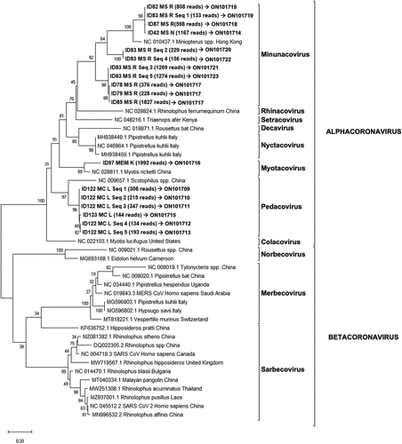 Figure 3. Phylogenetic tree generated for the 381 bp fragment from the coronavirus Multiplex-PCR (ORF1ab region).