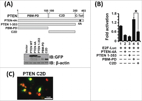 Figure 4. The PTEN C2 Domain is Required for E2F1-mediated Transcriptional Suppression. (A) The PTEN deletion mutants, PTEN 1–353, PBM-PD (AA 1–185) and C2 domain (C2D, AA 190–350) are stably expressed in transfection assays. (B) Expression of PTEN-4A, PTEN 1–353 and the PTEN C2 domain alone suppressed E2F1-mediated transcription as assessed from the E2F-Luc reporter activity (lanes 2, 3 and 5). However, the PTEN phosphatase domain alone (PBM-PD), which lacks the C2 domain, failed to suppress transcriptional activity (lane 4). These results indicate that the PTEN C2 domain is required for E2F1-mediated transcriptional suppression. (C) Expression of GFP-tagged C2 domain (C2D) as detected by immunofluorescence demonstrate that the PTEN C2D localize to the nucleus (yellow fluorescence). The nucleus is stained red upon expression of histone-H2B mCherry. Nuclear co-localization of GFP-tagged-C2D and histone-H2B mCherry is depicted by yellow fluorescence.