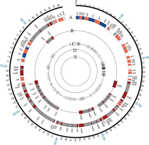 Figure 4. Comparison of mitochondrial genomes from E. hybrida Lp1, E. typhina E8, and E. festucae var. lolii AR5. The E. hybrida Lp1 mitochondrial genome is shown with major features in track A. Features are color coded by RNA (blue), open reading frames and other nonintron features (orange), protein-coding gene regions (red), introns (gray), and intergenic regions (white). Features on the minus strand are indicated with “-” beside the feature name, e.g., “orf-.” The five protein-coding genes that differ in intron composition between E. hybrida Lp1 and E. typhina E8 are shown on track B. E. festucae var. lolii AR5 has exactly the same structure as E. hybrida Lp1 and so is not shown separately. Tracks C, D, and E show SNPs with a shared state in two of the species but distinct from the third. Track C, E. hybrida/E. festucae different in state from E. typhina; Track D, E. hybrida/E. typhina different in state from E. festucae; and Track E, E. festucae/E. typhina different in state from E. hybrida.