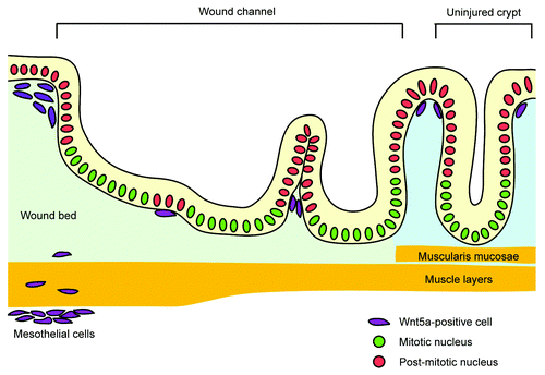 Figure 1. Schematic of crypt regeneration during the colonic wound healing. After injury, an adjacent crypt expands into the wound bed and forms a wound channel. In parallel, Wnt5a-positive mesenchymal cells focally suppress proliferation of adjacent epithelial cells in the wound channel and induce its subdivision into crypts.