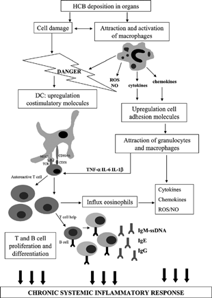 Figure 2 Proposed mode of action of HCB-induced adverse immune effects.
