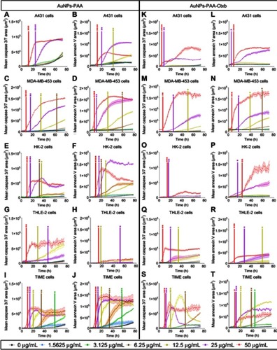 Figure 5 Live cell imaging for caspase 3/7 activation (left lanes) and annexin V labeling (right lanes) in A431 cells (A and B, K and L), MDA-MB-453 cells (C and D, M and N), HK-2 cells (E and F, O and P), THLE-2 cells (G and H, Q and R) and TIME cells (I and J, S and T). The cell lines were exposed to increasing concentrations of AuNPs-PAA or AuNPs-PAA-Ctxb. Time-lapse pictures were taken every 2 h for 72 h. The results are expressed as the mean area of caspase 3/7 or annexin V per well ± SE and are obtained from at least three replicates. A significant increase in caspase 3/7 activity and annexin V labeling compared to unexposed control cells was calculated by a two-way ANOVA and a Dunnett post-hoc test. The start of significance is visualized by vertical bars (*p<0.05, **p<0.01, ***p<0.001 ****p<0.0001).Abbreviations: A431, human epidermoid cancer cells; ANOVA, analysis of variance; AuNPs-PAA, polyallylamine-coated gold nanoparticles; Ctxb, Cetuximab; HK-2, human kidney cells; MDA-MB-453, human breast cancer cells; SE, standard error; THLE-2, human liver cells; TIME, human telomerase immortalized microvascular endothelial cells.