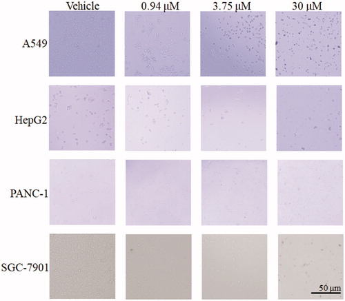 Figure 7. Effect of 13 on A549, HepG2, PANC-1 and SGC-7901 cells morphology. Cells after treating with 13 under relevant concentrations for 24 h were observed by invert/phase contrast microscopy.