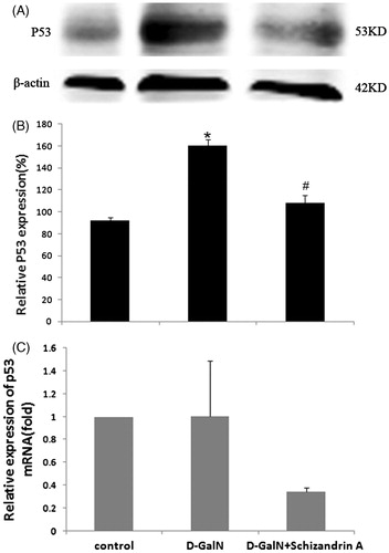 Figure 4. Effect of schisandrin A on the p53 gene. (A) p53 protein expression. (B) Relative expression of p53 (*p < 0.05 versus control; #p < 0.05 compared with the d-GalN-treated group). (C) The relative expression of mRNA p53.
