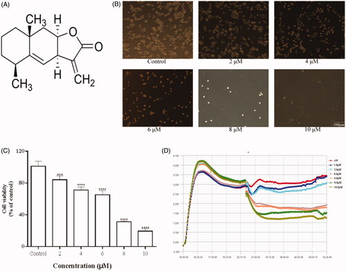 Figure 1. Effects of Ala on the viability of HepG2 cells. (A) Chemical structure of Ala. (B) Morphological changes of HepG2 cells were observed under a phase contrast microscope after treatment with different concentrations of Ala for 24 h. (C) and (D) HepG2 cells were treated with indicated concentrations of Ala for 24 h, and the viability was estimated by CCK-8 and RTCA assay, respectively. ***p < .001 and ****p < .0001 as compared to the control group.