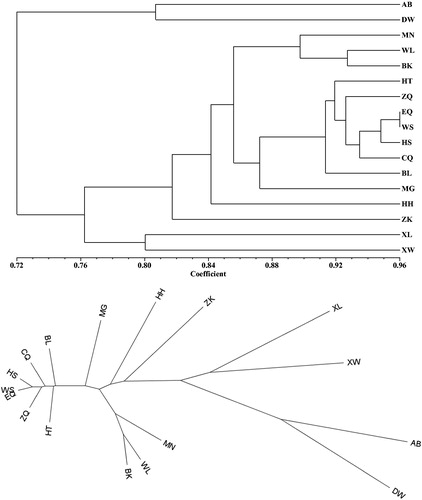 Figure 4. UPGMA dendrogram based on Nei's genetic identity among 17 populations in L. mongolica. Rectangular (A) and radial (B) tree layout.