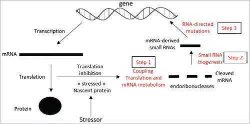 Figure 1. (A) By altering the biochemical properties of targeted proteins during translation, a molecular stressor causes the inhibition of translation of the corresponding mRNAs. Stress-induced translationally-stalled mRNAs are cleaved by stress-induced endoribonucleases (step 1). The mRNA fragments are next used as substrates for the biogenesis of small RNAs (step 2). The mRNA-derived small RNAs target the genomic region corresponding to the mRNA precursors and enhance the recruitment of proteins modulating local mutation rate in a direct- or indirect-manner (step 3).
