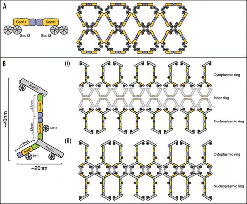 Figure 1 A lattice model of the NPC. Sec31, Nup85, Nup145C, Nup84 and Nic96 ACE1 proteins are colored with crowns blue, trunks orange and tail modules green. Other protein folds are shown in grey. (A) Schematic organization of the COPII outer vesicle coat. On the left, an edge element consisting of two Sec31·Sec13 heterodimers is shown. Two Sec31 molecules interact crown·crown. On the right, an entire COPII cuboctahedron coat composed of 24 edge elements is shown unwrapped and laid flat.Citation11 Vertex elements are formed where two Sec31 and two Sec13 β-propellers interact. (B) Alternative organizations of the NPC lattice. On the left, the Nup84 subcomplex is shown in schematic fashion illustrating how ACE1 interactions organize the Y-shaped structure. Nup145C and Nup84 also interact crown·crown. On the right, the entire NPC structural scaffold is shown unwrapped and laid flat. Two rings of the Nup84 subcomplex form the lattice of the NPC scaffold either with an intervening ring of the Nic96 subcomplex (i) or alone (ii). Both the identity and organization of the vertex elements and the Nic96 subcomplex in the pore lattice are unknown and are shown half-transparent. The presented organization is not meant to predict relative positions of proteins or the structure per se, but rather emphasizes the principally similar lattice organization of NPCs and vesicle coats.