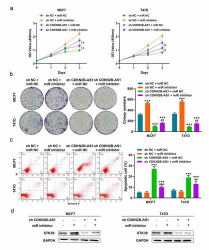 Figure 5. LncRNA CDKN2B-AS1 affected the functions of MCF7 and T47D cells through miR-122-5p/STK39 axis. (a). The relative cell viability was detected by CCK-8 assay; (b). The cell proliferation was evaluated with the colony formation assay; (c). The cell apoptosis was evaluated by flow cytometry; (d). The protein levels of STK39 in MCF7 and T47D cells. Data are presented as mean ± SD. n = 5, * indicated the difference compared with the group of sh NC + miR NC; # indicated the difference compared with the group of sh CDKN2B-AS1 + miR NC; *P < 0.05, ***P < 0.001, #P < 0.05, ##P < 0.01, ###P < 0.001