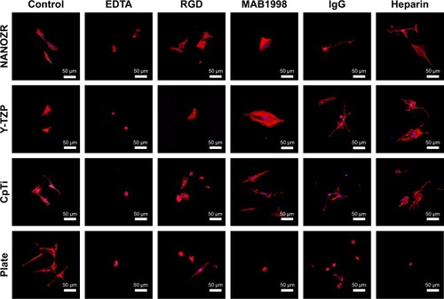 Figure 9 Observation of actin cytoskeleton and nucleus of MC3T3-E1 cells cultured in the presence of different inhibitors (Control, EDTA, RGD, MAB1998, IgG and Heparin) after 24 hours of incubation.