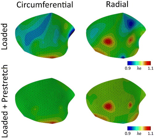Figure 6. Elastic Green-Lagrange stretches in the circumferential (left column) and radial (right column) directions due to hemodynamic loading alone (pressure and annulus deformation) (top row) and after stress fiber-generated prestretch was developed (bottom row) for the mitral valve with the adjusted material parameters (lower c0 and higher c1, Table 2).