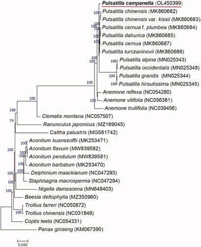 Figure 1. Maximum-likelihood (ML) phylogenetic tree of P. campanella and 28 other species. Numbers above the branches indicate the bootstrap values from ML analyses.