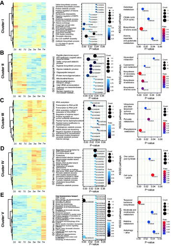 Figure 3. Gene cluster analysis and enrichment of GO and KEGG pathways for the 1460 significant genes according to a time-series differential expression. Heatmaps, gene ontology, and KEGG pathways of genes belonging to each cluster. In total, 181, 311, 196, 332, and 440 genes were assigned as cluster I–V, respectively.