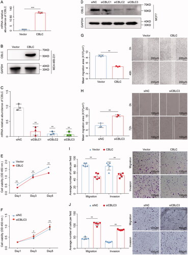 Figure 2. The effects of CBLC in breast cancer cell migration, proliferation and invasion. (A,B) mRNA and protein expression of CBLC in CBLC overexpressing cells and control cells. (C,D) Knockdown efficiencies of three siRNAs targeting CBLC at mRNA and protein levels. **p < 0.01 (compared with siNC). (E) Effect of CBLC overexpression on MDA-MB-231 cell proliferation. **p < 0.01 (compared with control cells on the same day). (F) Growth kinetics of MCF7 cells transfected with siNC or siCBLC3. *p < 0.05 (compared with siNC group on the same day). (G)Migration abilities of CBLC overexpressing cells and control cells (50×). **p < 0.01. (H) Migration and invasion abilities of MCF7cells transfected with siNC or siCBLC3 (100×). **p < 0.01. (I) Migration and invasion abilities of MDA-MB-231-vector cells and MDA-MB-231-CBLC cells (100×). **p < 0.01. (J) Migration and invasion abilities of MCF7 cells transfected with siNC or siCBLC3 (100×). T. **p < 0.01.