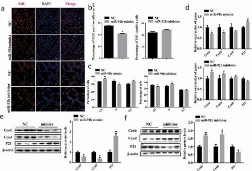 Figure 1. miR-92b-3p mimics induced cell cycle arrest and inhibited C2C12 cell proliferation; miR-92b-3p inhibitor facilitated cell cycle progression and promoted C2C12 cell proliferation. (a) EdU staining of C2C12 cells 24 hours after transfected with miR-92b-3p mimics or inhibitor. miR-92b-3p mimics reduced EdU positive cells. miR-92b-3p inhibitor did not affect EdU positive cells. (b) The quantified data of EdU positive cells in Figure 1a. (c) Flow cytometry analysis after C2C12 cells transfected with miR-92b-3p mimics or inhibitor. miR-92b-3p mimics increased the percentage of G1 phase cells, decreased the percentage of S phase cells. miR-92b-3p inhibitor decreased the percentage of G1 phase cells, increased the percentage of S phase cells. (d) mRNA level of cell cycle genes measured by qPCR. miR-92b-3p mimics decreased CCNA, CCNB mRNA level, increased P21 mRNA level. miR-92b-3p inhibitor increased CCNA mRNA level. (e) Western blot results of C2C12 cells after transfected with miR-92b-3p mimics. miR-92b-3p mimics lowered the protein level of CCNB and CCND, increased the protein level of P21. (f) Western blot results of C2C12 cells after transfected with miR-92b-3p inhibitor. miR-92b-3p inhibitor increased the protein level of CCNB and CCND, decreased the protein level of P21. * p < 0.05, ** p < 0.01. All experiments were repeated three times, and results are presented as mean ± S.E.M