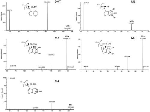 Figure 3. Fragmentation patterns of DMT and the identified metabolites at a collision energy of 10 eV.