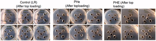 Figure 6. Ouchterlony double diffusion test on rats after 4 weekly 5% top-loading infusion with lactated ringer’s solution as control, Bovine PHe or PHE (6 rats/group) showing no antigen-antibody precipitations.