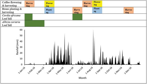 Figure 3. Key agroforestry systems and phenological events in Mt Elgon region of Uganda, indicated in terms of 2016 rainfall for the region