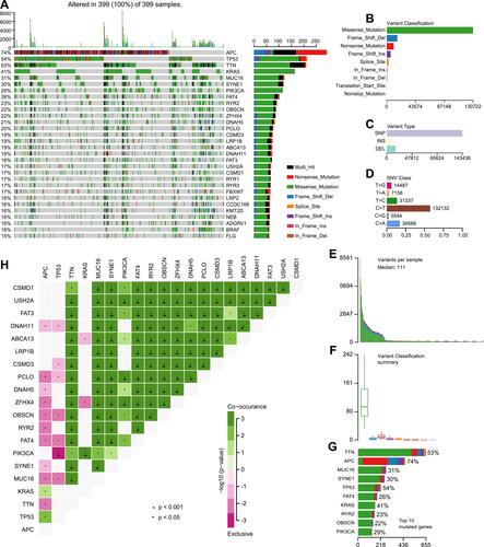 Figure 1 Landscape of mutational profiles in colon cancer patients. (A) Mutation information of each gene in each patient is shown in the waterfall plot; various colors with annotations on the right represented the different mutation types. The barplot exhibited the mutation burden. (B) Classification of mutation types according to different categories; missense mutation accounts for the most fraction. (C) Single nucleotide polymorphism (SNP) showing a larger proportion than insertion or deletion. (D) In single nucleotide variants (SNV); C>T occurred most frequently. (E and F) Tumor mutation burden in samples. (G) The top 10 mutated genes in colon cancer. (H) The coincident and exclusive relationships of mutated genes.