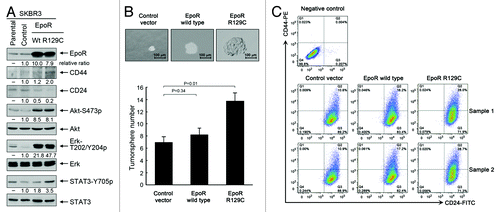 Figure 5. Overexpression of wild-type EpoR and constitutively active mutant EpoR R129C confers stemness-like properties on SKBR3 breast cancer cells. (A) Parental SKBR3 cells and the SKBR3 cells transduced with the lentivirus containing control vector, wild-type EpoR cDNA or EpoR-R129C cDNA were harvested for western blotting analysis with the antibodies shown. (B) The indicated sublines of SKBR3 cells were cultured with MammoCult medium for 7 d. Cells grown into spheres were counted under a microscope and the number of tumorsphere formed was determined as described in Materials and Methods. Representative areas of tumorspheres were photographed. (C) The indicated sublines of SKBR3 cells were subjected to flow cytometry analysis after double staining of the cells with CD44-PE and CD24-FITC antibodies.