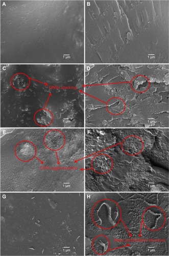 Figure 3 The surface and fracture surface of S1, S2, S6, and S5 scaffolds.Notes: (A, B) The surfaces were quite smooth and homogeneous. (C, D) GNSs were nonuniformly dispersed in the matrix. (E, F) CNTs were difficult to be uniformly dispersed and aggregated. (G, H) Both GNSs and CNTs were homogeneously dispersed. (A, C, E, and G) SEM micrographs of the surface, (B, D, F, and H) SEM micrographs of the fracture surface, (A, B) S1 scaffold, (C, D) S2 scaffold, (E, F) S6 scaffold, and (G, H) S5 scaffold. S1, PEEK–10 wt% nano-HAP; S2, PEEK–10 wt% nano-HAP–1 wt% GNSs; S5, PEEK–10 wt% nano-HAP–0.2 wt% GNSs–0.8 wt% CNTs; S6, PEEK–10 wt% nano-HAP–1 wt% CNTs.Abbreviations: CNTs, carbon nanotubes; GNSs, graphene nanosheets; SEM, scanning electron microscopy; HAP, hydroxyapatite; PEEK, polyetheretherketone.