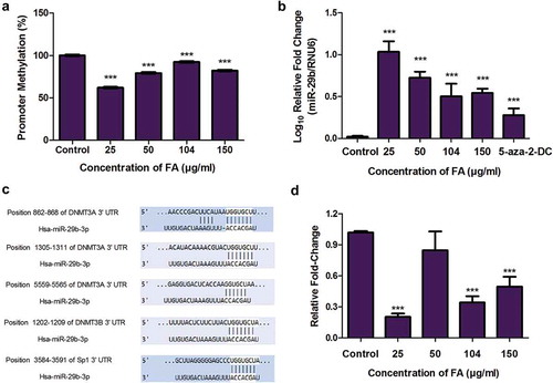 Figure 4. The effect of FA on miR-29b and Sp1 in HepG2 cells. (a) DNA isolated from control and FA-treated HepG2 cells were assayed for miR-29b promoter methylation using the OneStep qMethyl Kit. Fusaric acid induced promoter hypomethylation of miR-29b in HepG2 cells. (b) RNA isolated from control and FA-treated HepG2 cells were reverse transcribed into cDNA and analyzed by qPCR. Fusaric acid significantly increased the expression of miR-29b in HepG2 cells. (c) TargetScan analysis of miR-29b to the 3ʹUTRs of DNMT3A, DNMT3B, and Sp1. (d) RNA isolated from control and FA-treated HepG2 cells were reverse transcribed into cDNA and analyzed for Sp1 expression by qPCR. Fusaric acid decreased the mRNA expression of Sp1 in HepG2 cells. Results are represented as mean fold-change ± SD (n = 3). Statistical significance was determined by one-way ANOVA with the Bonferroni multiple comparisons test (***p < 0.0001).