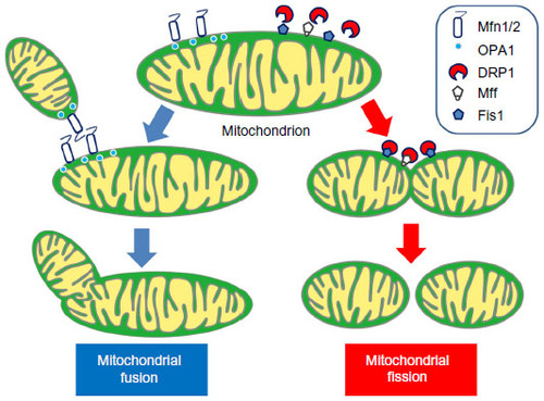Figure 3 Proposed mechanisms for mitochondrial fusion and fission. Under physiological conditions, the mitochondria dynamically alter their morphology through fusion (left) and fission (right) to maintain cellular homeostasis. Mfn1, Mfn2, and OPA1 proteins are the major regulators of mitochondrial fusion. Mfn1 and Mfn2 locate in the outer mitochondrial membrane with their GTPase site facing the cytosol to coordinate the fusion process with the outer membrane of opposing mitochondria, and OPA1 in the intermembrane space to coordinate inner mitochondrial membrane fusion. The mitochondrial fission process is mainly conducted by DRP1, Mff, and Fis1. DRP1 is normally located in the cytosolic space and is recruited to the outer mitochondrial membrane during the fission process. Fis1 and Mff are located in the outer mitochondrial membrane and work as the adaptor protein for DRP1.