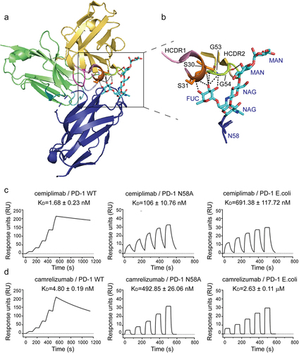 Figure 4. Illustration of the importance of the glycosylation of PD-1 in binding with camrelizumab and cemiplimabCitation37.