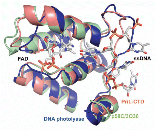 Figure 5 Comparison of yeast PriL-CTD and human p58C/3Q36 with the ssDNA-binding fragment of DASH cryptochrome 3 from Arabidopsis thaliana (PDB code 2VTB). The yeast PriL-CTD (residues 334–423) and human p58C/3Q36 (285–374) were superimposed with A. thaliana DASH cryptochrome 3 (373–457) with rmsd of 1.36 Å for 72 matched Cα atoms and rmsd of 1.32 Å for 66 matched Cα atoms, respectively. The protein fragments are drawn as cartoons. The FAD and ssDNA bound to a DASH cryptochrome 3 are shown as sticks.