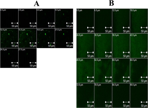 Figure 8. Confocal laser scanning micrographs (CLSM) of rabbits’ corneas after instillation of: a) RhB aqueous solution and b) RhB-loaded optimum formula.