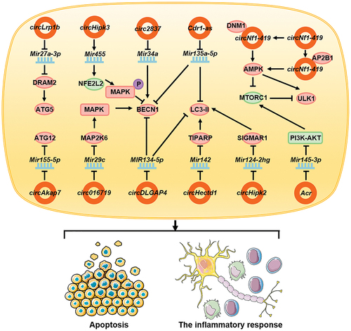 Figure 5. circRNAs affect neuronal diseases by regulating autophagy. In neurological diseases, circ016719, circHectd1, circAkap7, circLrp1b, circDLGAP4, circHipk2, Cdr1-as, and circNf1-419 promote autophagy in neuronal cells or glial cells by promoting the function of autophagy-related proteins; in contrast, circHipk3, circ2837, and Acr inhibit autophagy by inhibiting the functions of autophagy-related proteins. They ultimately affect the apoptosis of nerve cells and the inflammatory response of the nervous system.