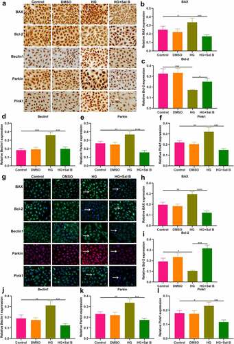 Figure 5. Sal B alleviates apoptosis and mitophagy in HG-induced HUVECs. (a–f) IHC detecting the expression of BAX, Bcl-2, Beclin1, Parkin and Pink1 in HUVECs of four groups: control, DMSO, HG and HG + Sal B. Scale bar, 20 μm. (g–l) Immunofluorescence examining the expression of BAX, Bcl-2, Beclin1, Parkin and Pink1 in HUVECs of above groups. Scale bar, 20 μm. *P < 0.05; **p < 0.01; ***p < 0.001; ****p < 0.0001. Arrows indicate the abnormalities as claimed.