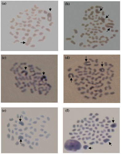 Figure 3. Silver stained diploid (a) and triploid (b) chromosomes and Giemsa stained diploid (c) and triploid (d) chromosomes prepared without metaphase arrest treatment compared with Giemsa stained diploid (e) and triploid (f) chromosomes prepared with metaphase arrest treatment (arrows indicate giant chromosomes).
