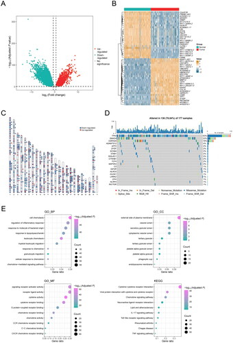 Figure 2. DEGs associated with inflammatory response in PDAC patients. (A) Volcano map shows 13,038 DEGs between normal pancreatic tissue samples in GTEx cohort (n = 167) and PDAC samples in TCGA cohort (n = 177). (B) Heat map shows the top 25 upregulated genes and the top 25 downregulated genes. (C) Chromosomal distribution of up- and down-regulated inflammation-related DEGs in PDAC patients. The blue lines represent down-regulated DEGs; the red lines represent up-regulated DEGs; the blue squares represent down-regulated inflammation-related DEGs; the red circles represent up-regulated inflammation-related DEGs. (D) Oncoprint shows the inflammation-related DEGs with the top 20 somatic mutation frequencies. (E) Gene functional enrichment of 206 inflammation-related DEGs by Gene ontology (GO) analysis and Kyoto Encyclopedia of Genes and Genomes (KEGG) analysis. BP, CC, and MF represent biological processes, cellular components, and molecular functions, respectively.