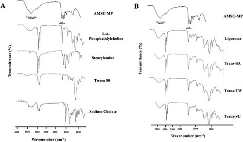 Figure 3. Fourier transform infrared spectra of (A) components of transfersomes, i.e., AMSC-MP, l-α phosphatidylcholine, stearylamine, Tween 80, sodium cholate; and (B) liposome and transfersome-loading AMSC-MP prepared with different surfactants as the edge activators, i.e., Trans-SA, Trans-TW, and Trans-SC.